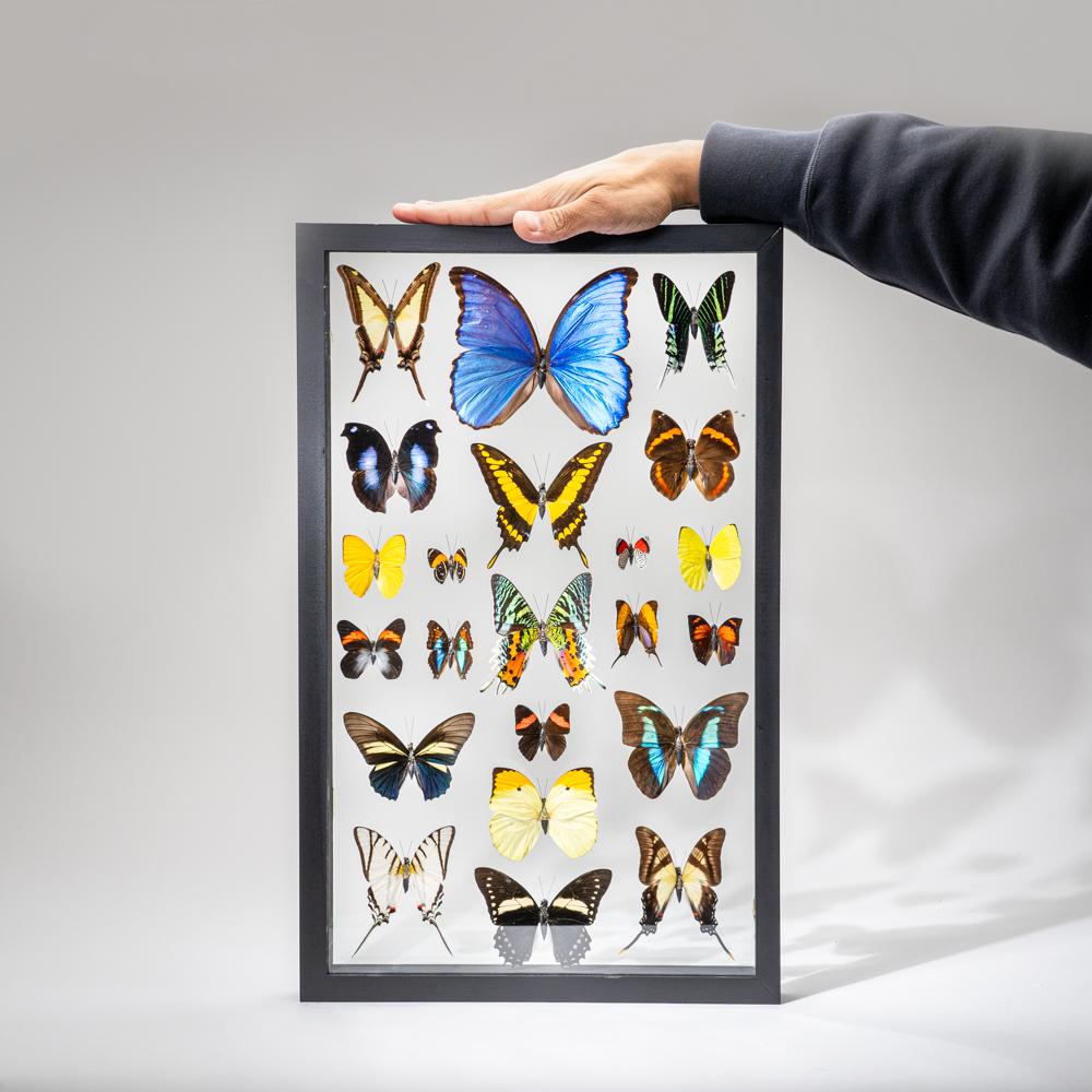 22 auténticas mariposas en un marco de exposición negro en venta 2