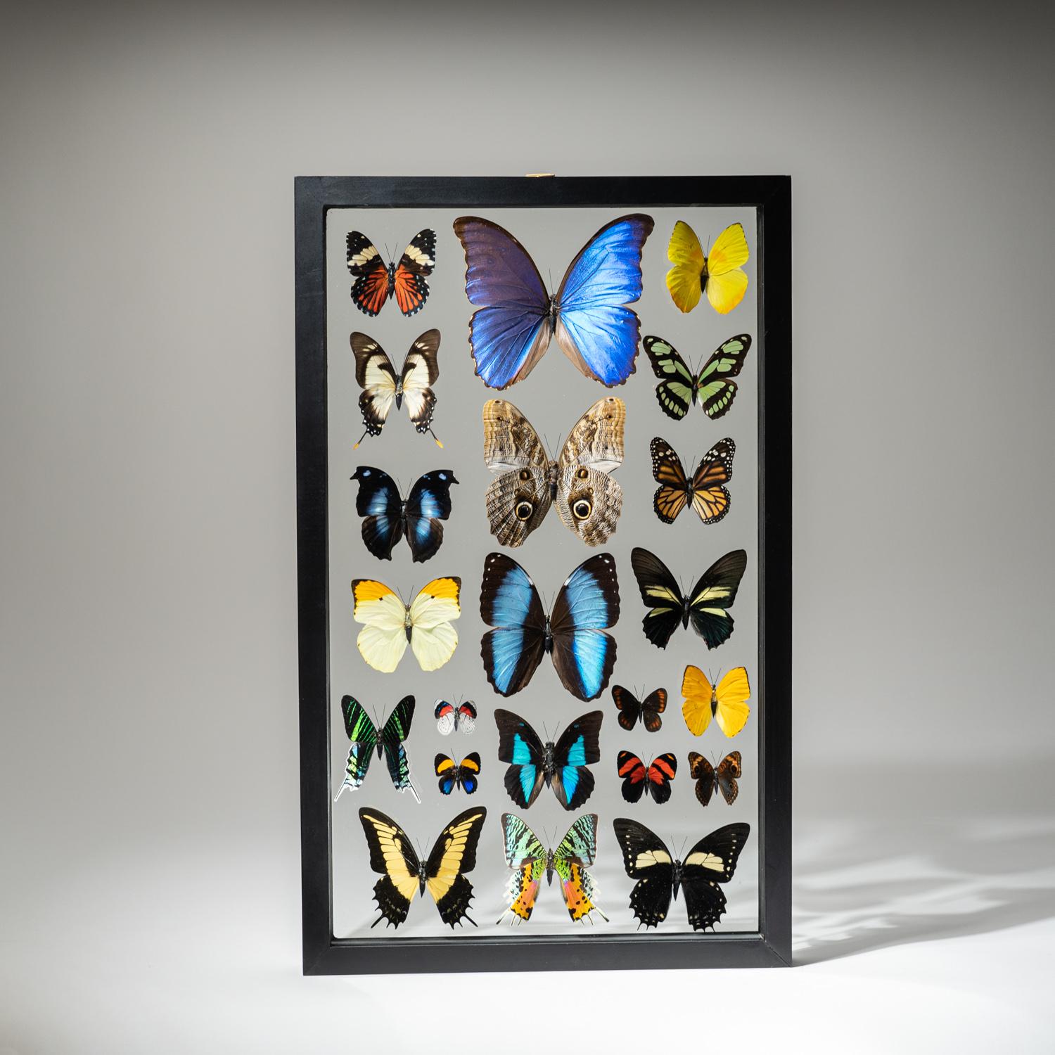 22 Genuine Butterflies in Black Display Frame 3
