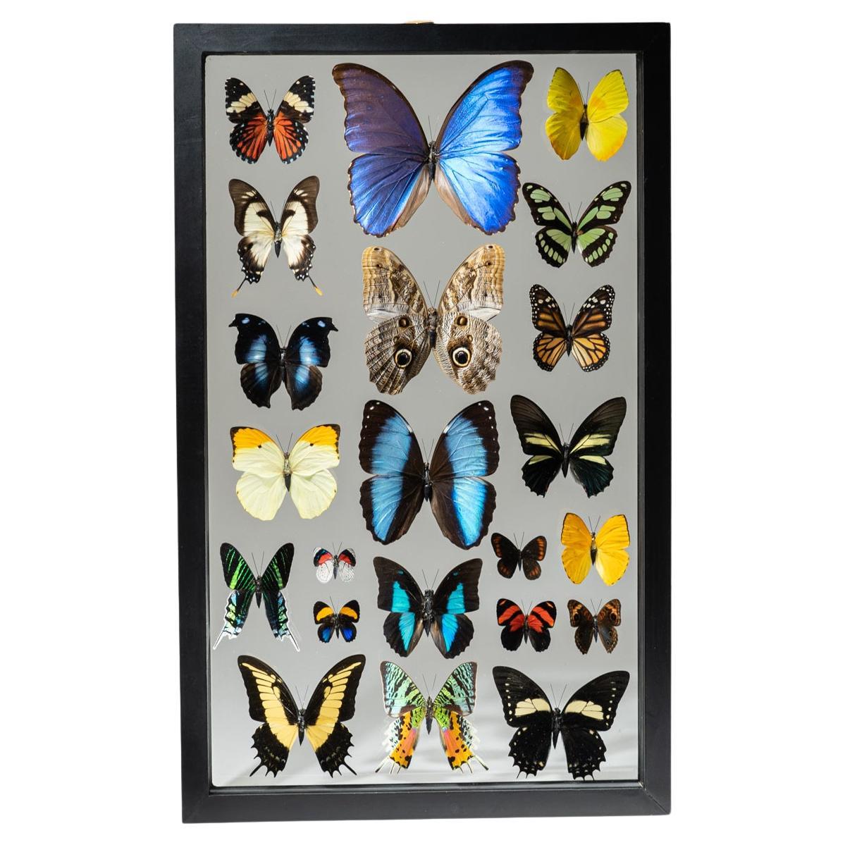 Genuine Butterflies Specimen in Black Display Frame '32 Butterflies' at 1stDibs