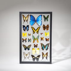 22 auténticas mariposas en un marco de exposición negro