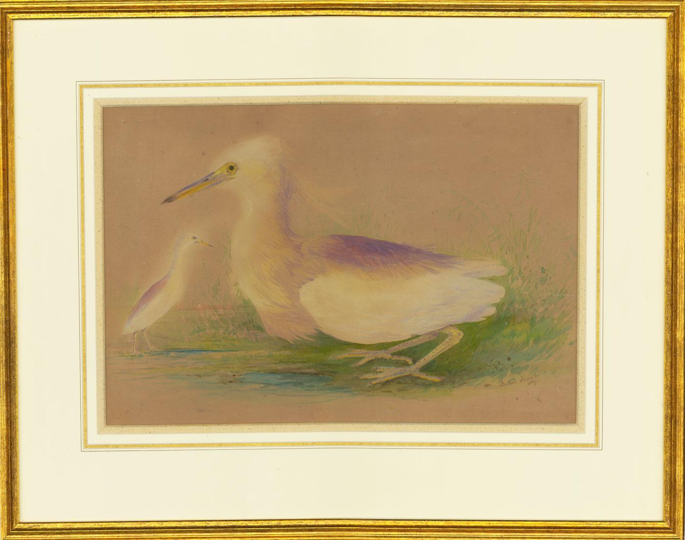 Unknown Animal Art – Gerahmtes Aquarell von 1809 - Eine Studie von zwei schneeligen Egrets