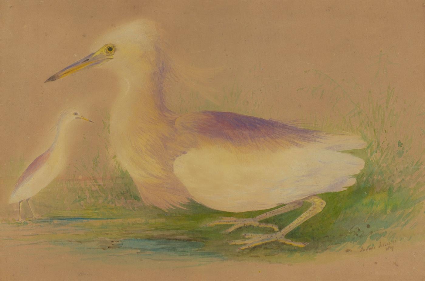 Gerahmtes Aquarell von 1809 - Eine Studie von zwei schneeligen Egrets – Art von Unknown