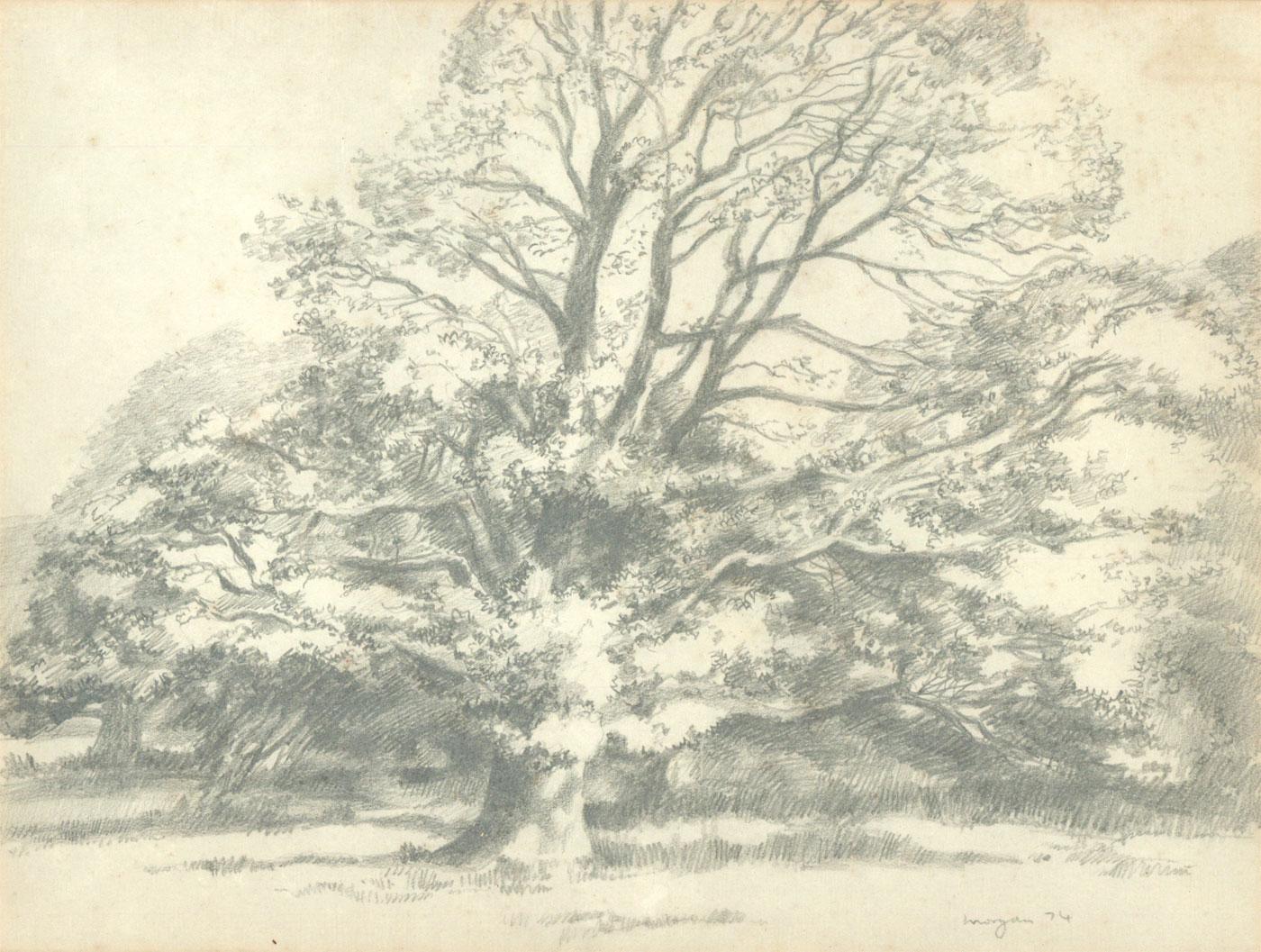 Glyn Morgan (1926-2015) - Signed 1974 Graphite Drawing, Tree Study in Devon 1