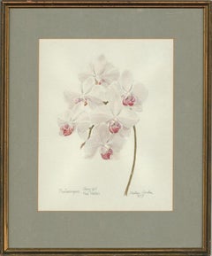 Aquarell, Phalaenopsis, 1977, von Alastair Gordon (1920-2002)
