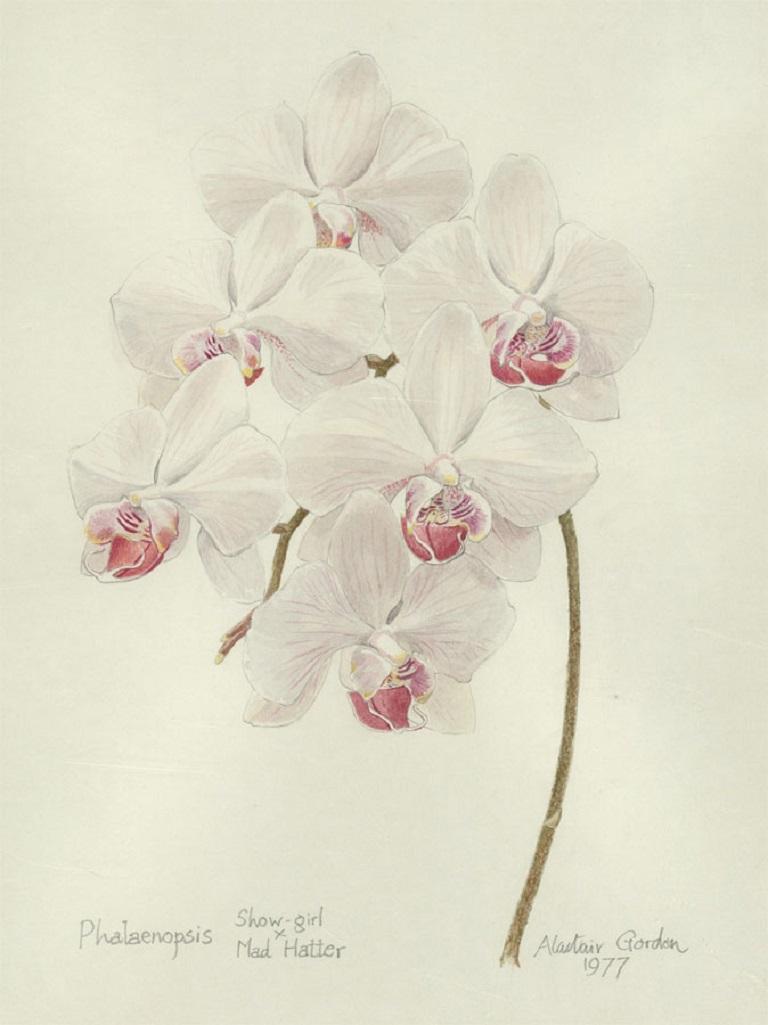 Alastair Gordon (1920-2002) - 1977 Watercolour, Phalaenopsis 1