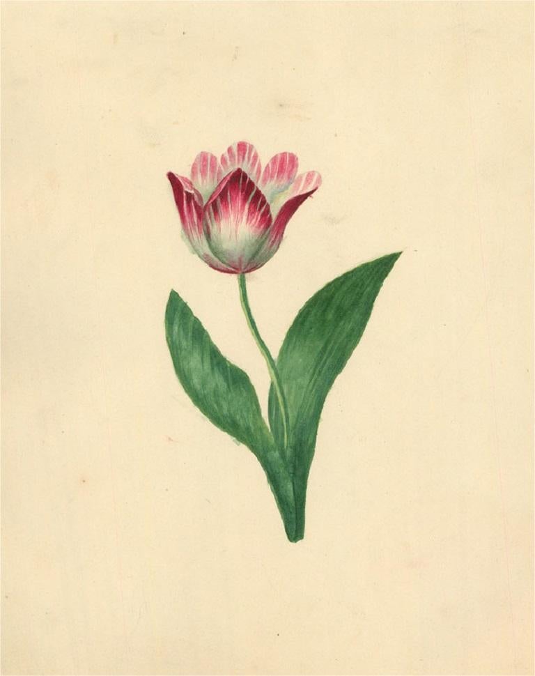dutch bros tulip