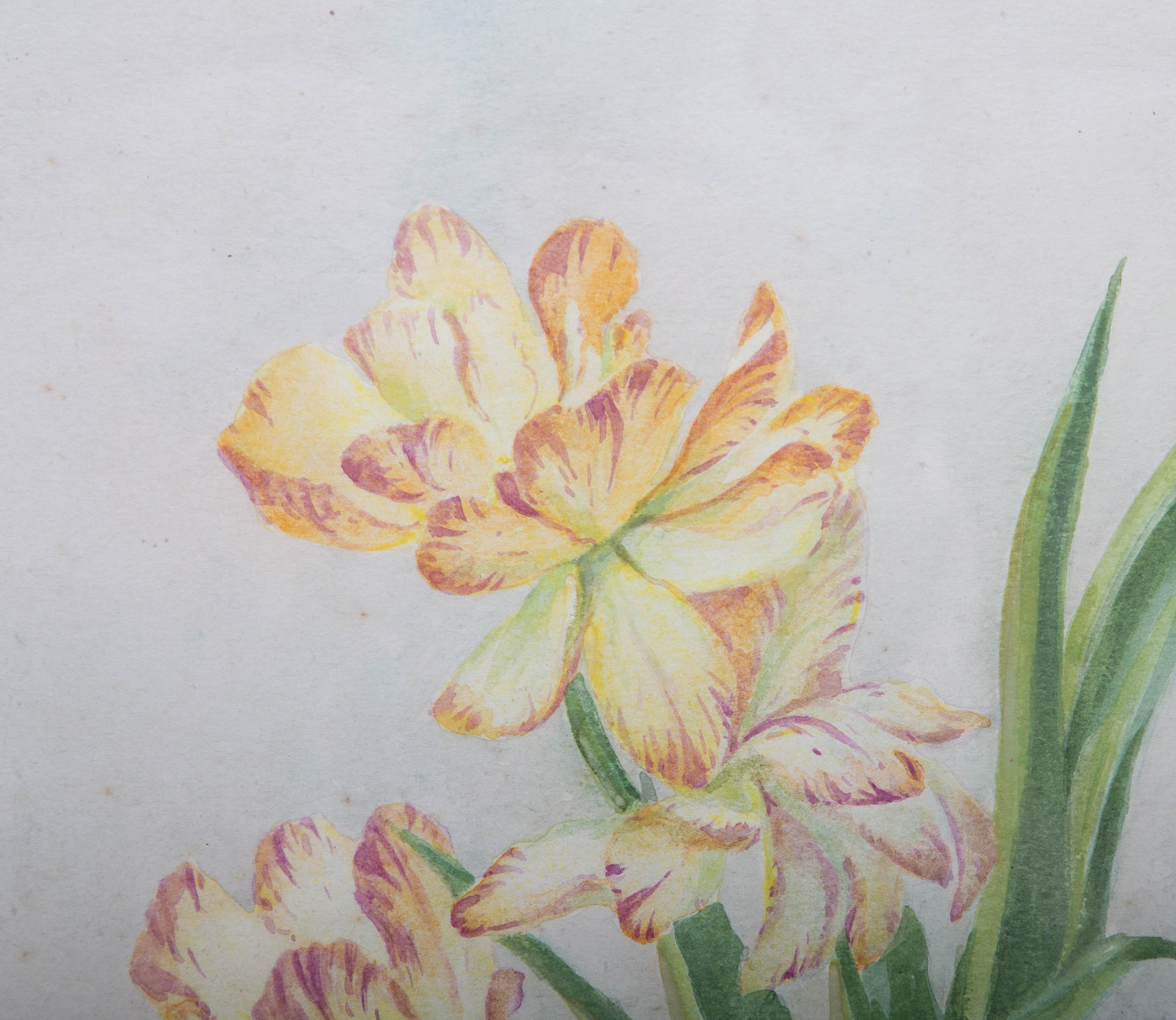 A fine watercolour painting of tiger and white tulips by the authoritative botanical artist Frank Galsworthy (1863-1959). Presented glazed in an oak frame with a white painted inner edge. Signed and dated to the lower-right corner. On watercolour