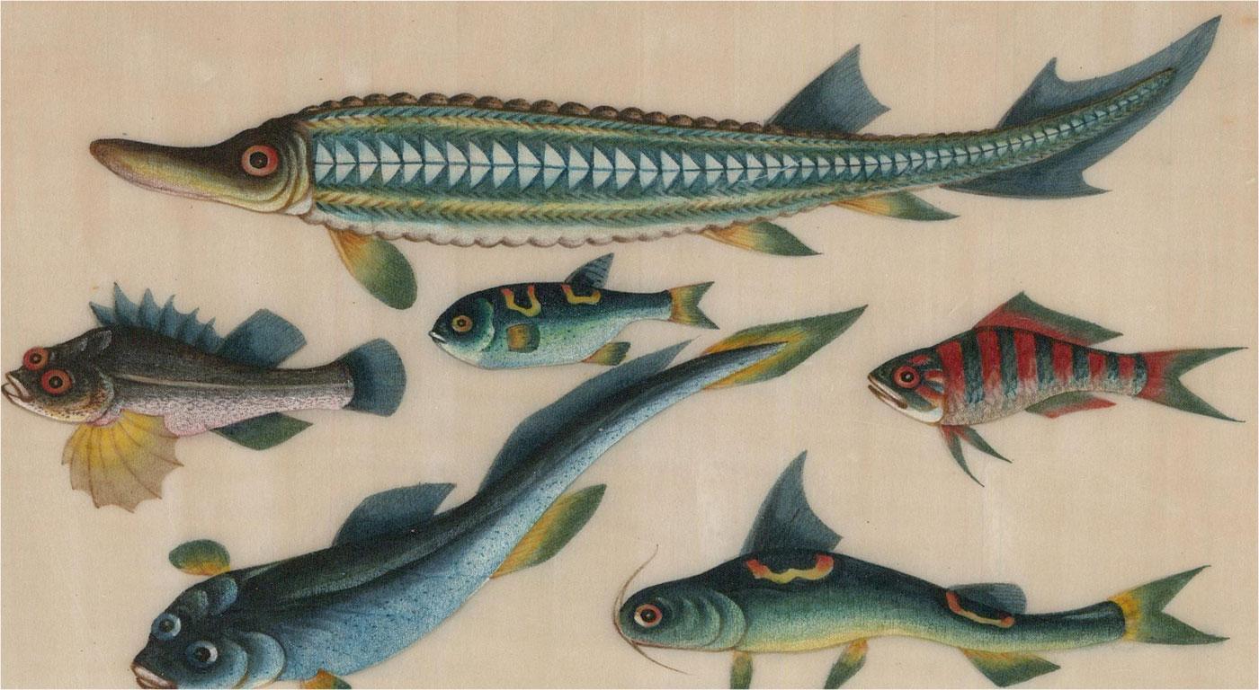 Late 19th Century Gouache - Chinese Fish - Art by Unknown