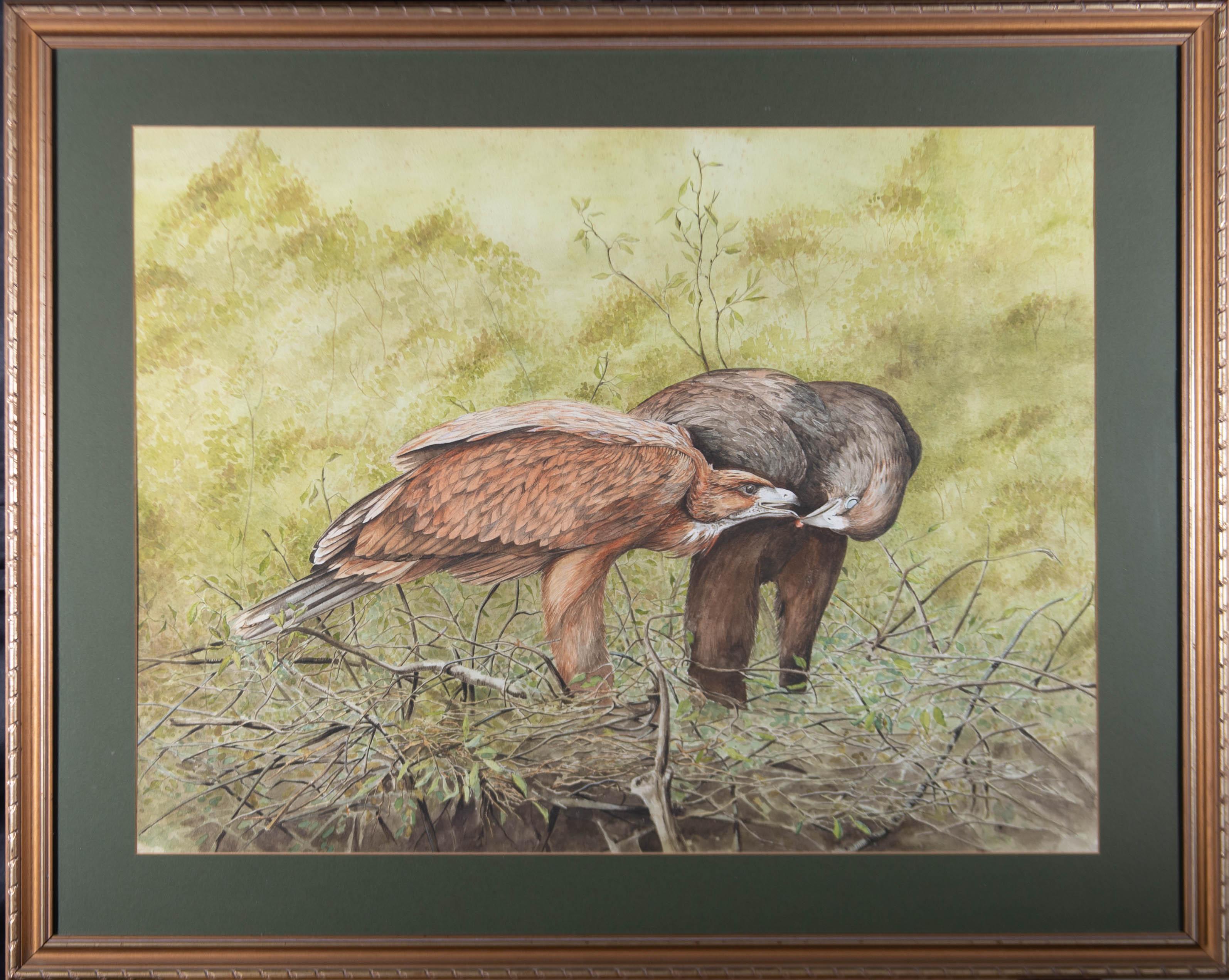 A fine watercolour study of a pair of large eagles in their nest, high in the treetops, sharing a morsel of meat from a recent prey. The painting is presented in a contemporary wood and gilt effect frame with glazing and a green card mount. There is