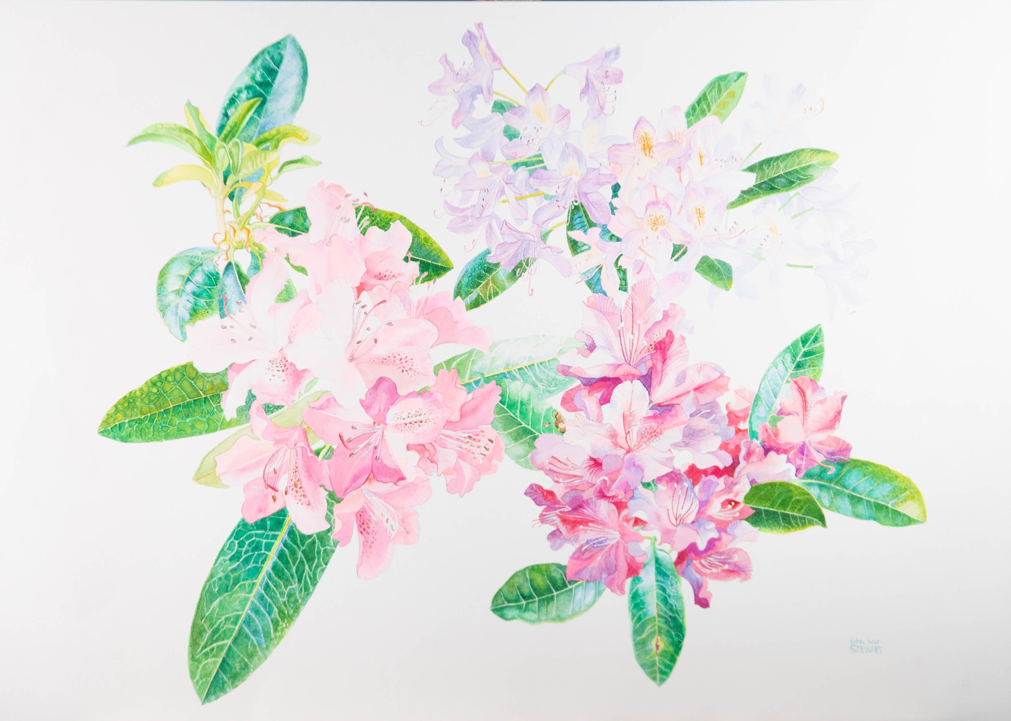 John Ivor Stewart PPPS (1936-2018) - Aquarelle contemporaine, Laurier à fleurs en vente 3