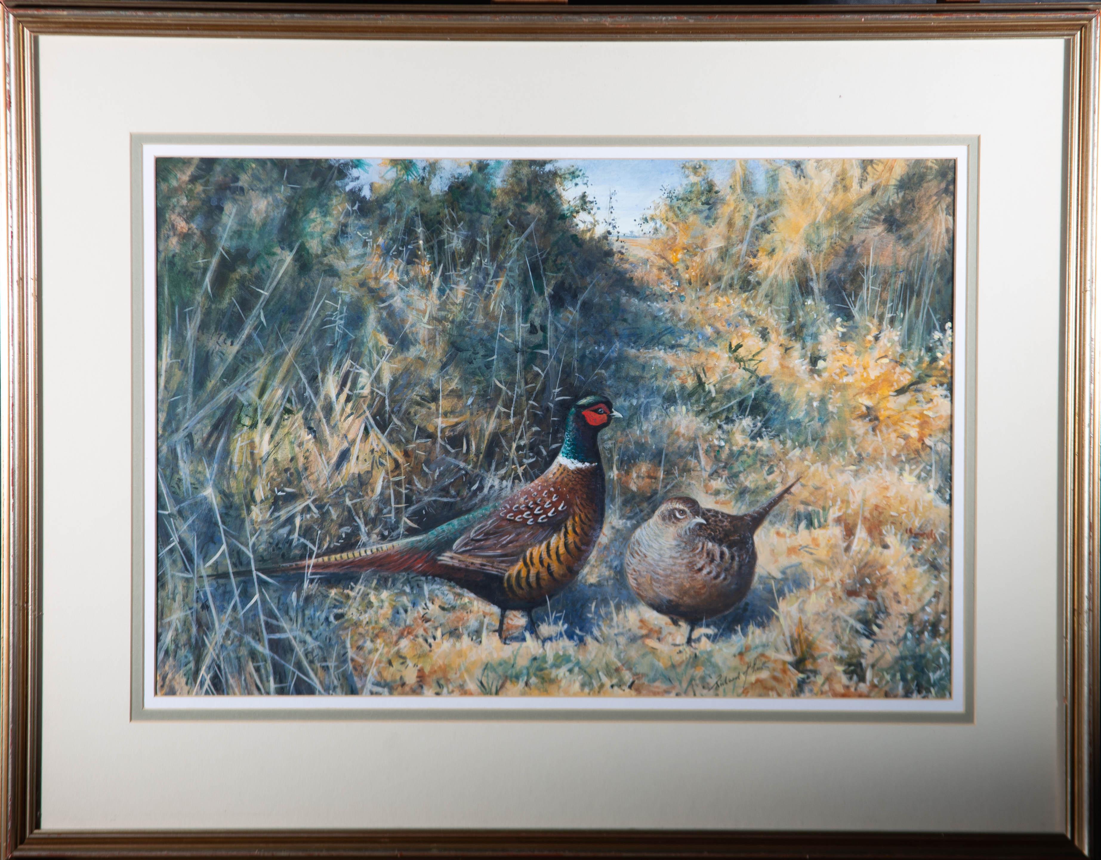 A fine ornithological study of a pair of male and female pheasants strutting through the undergrowth at the edge of a field. The artist has signed to the lower right edge. The painting is presented in a contemporary gilt effect frame with a layered