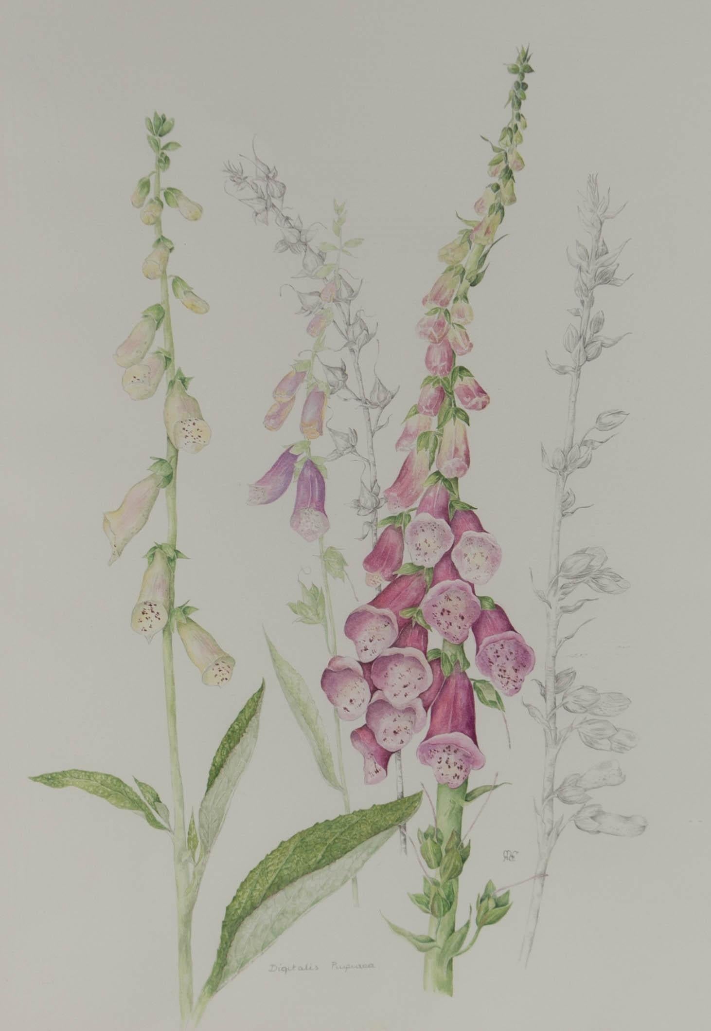 Mollie Foster (1934-2021) - Aquarelle contemporaine, Foxgloves 1