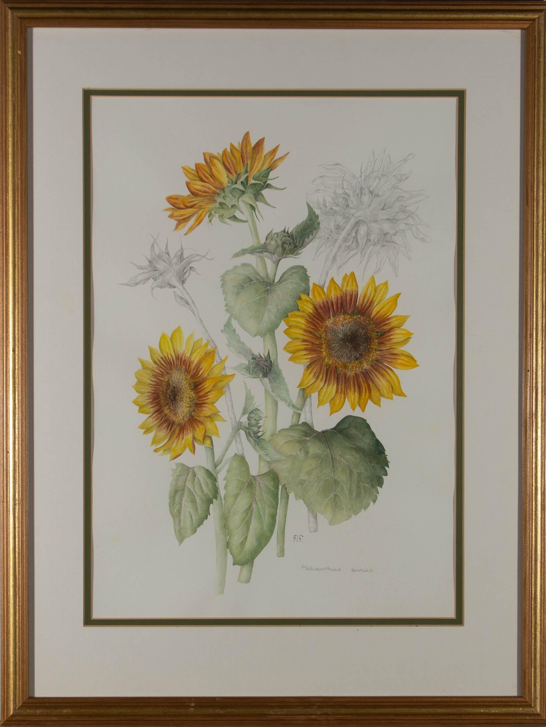Eine zarte Aquarellstudie von Sonnenblumen in der Blütezeit, die mit ähnlichen Graphitstudien der Blume in ihren späteren Stadien verflochten ist. Es wird in einem doppelten Passepartout und einem Rahmen mit Vergoldungseffekt präsentiert. Vom