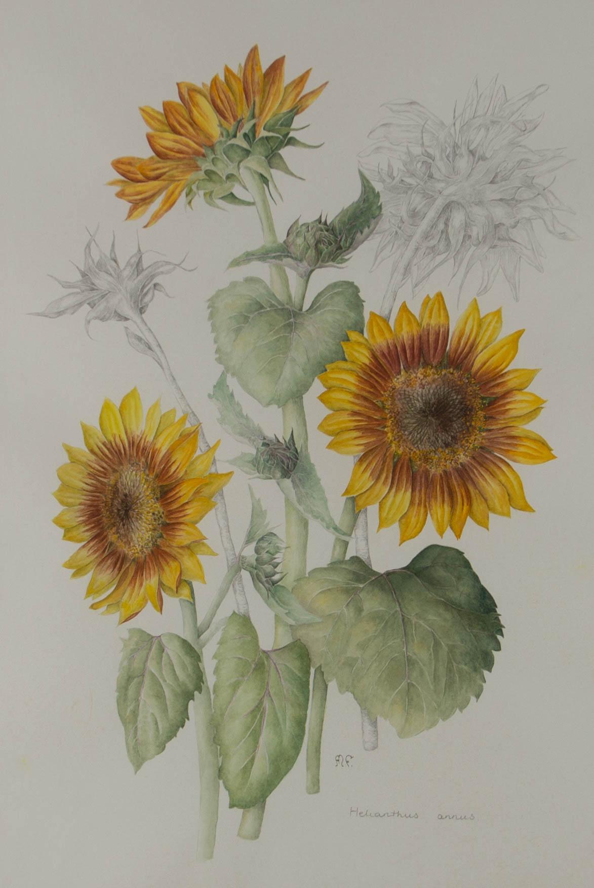 Mollie Foster (1934-2021) – signiertes zeitgenössisches Aquarell, Studie von Sonnenblumen im Angebot 1