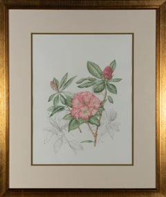 Mollie Foster (1934-2021) - Signed Watercolour, Botanical study of Rhododendrons
