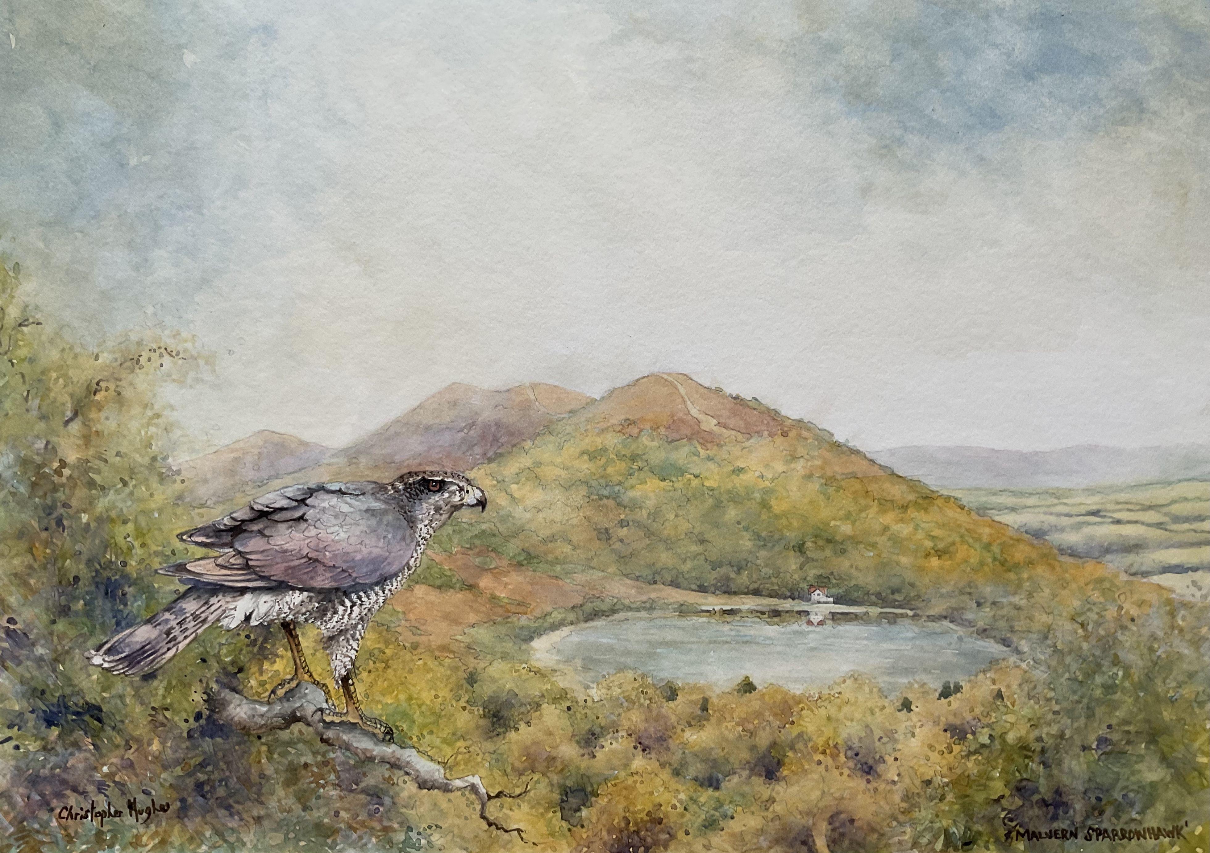 Peinture - Malvern Sparrowhawk, aquarelle sur papier aquarelle - Art de Christopher Hughes