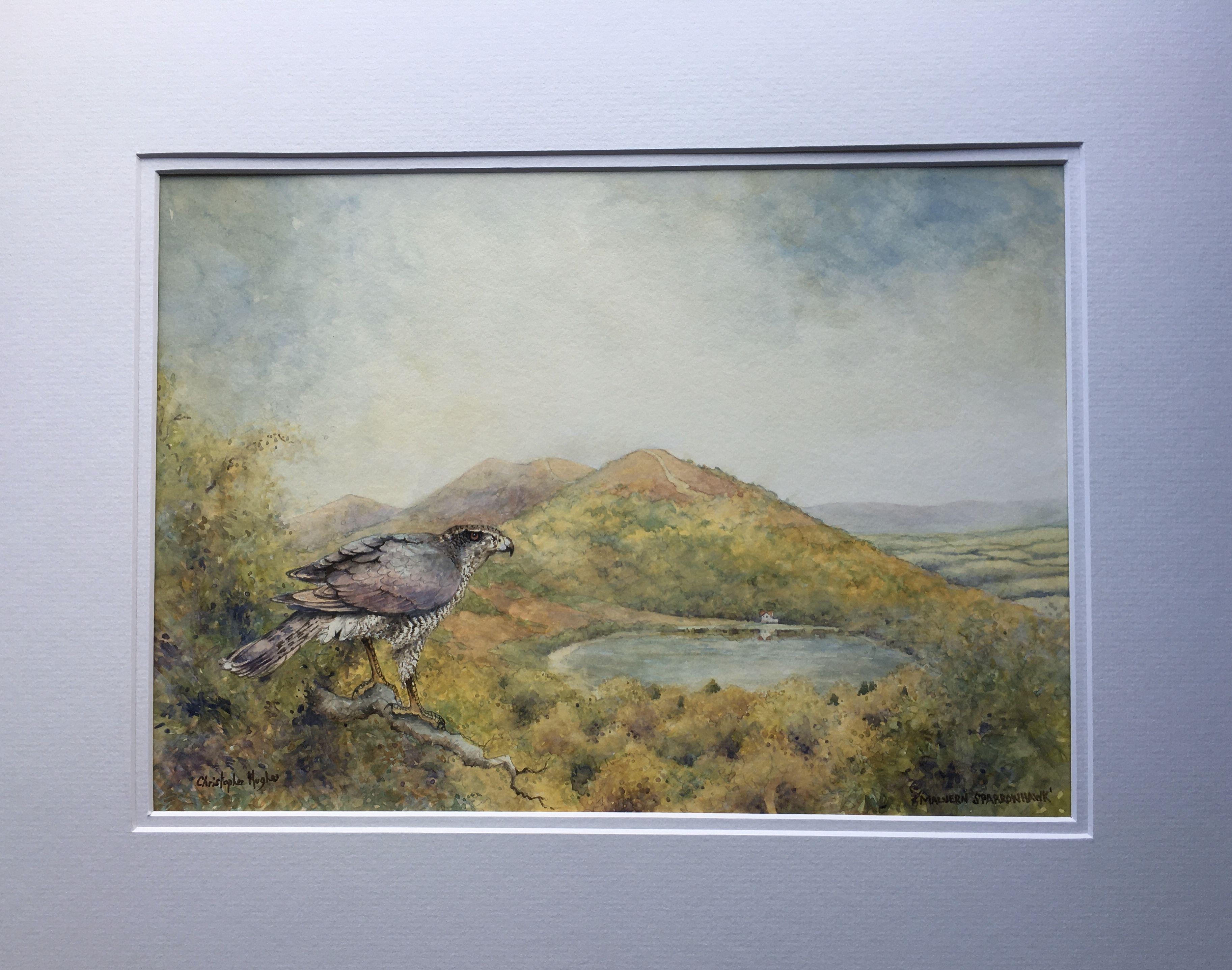 Peinture - Malvern Sparrowhawk, aquarelle sur papier aquarelle - Autres styles artistiques Art par Christopher Hughes