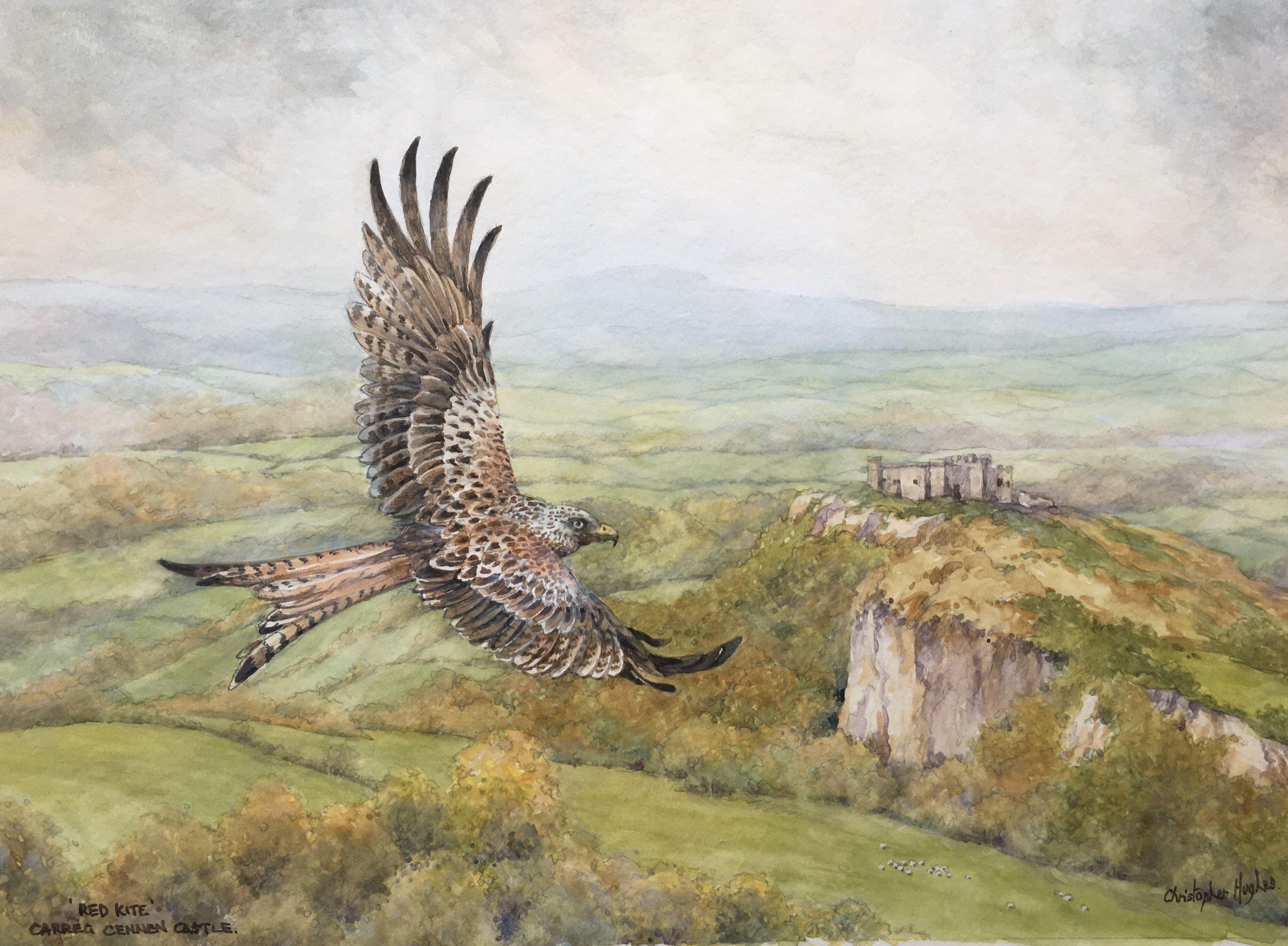 Red Kite . Carreg Cennen .Wales, Painting, Watercolor on Watercolor Paper - Art by Christopher Hughes