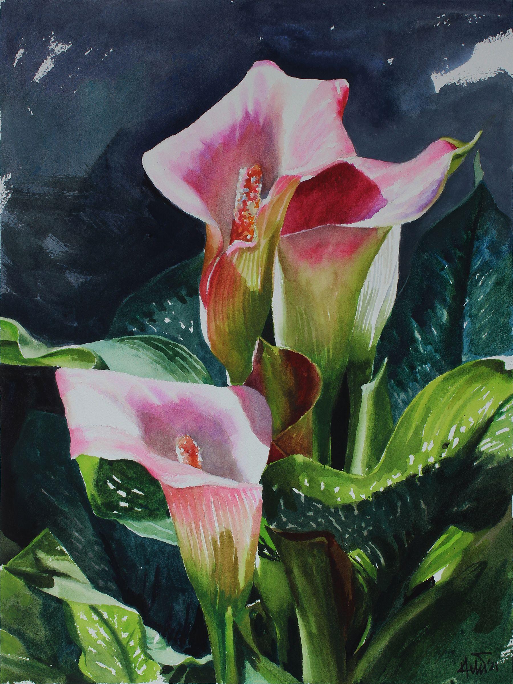 Flower Calla Lilly, Painting, Watercolor on Watercolor Paper - Art by Helal Uddin
