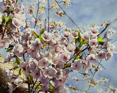 Cherry Blossoms_04, Painting, Watercolor on Paper