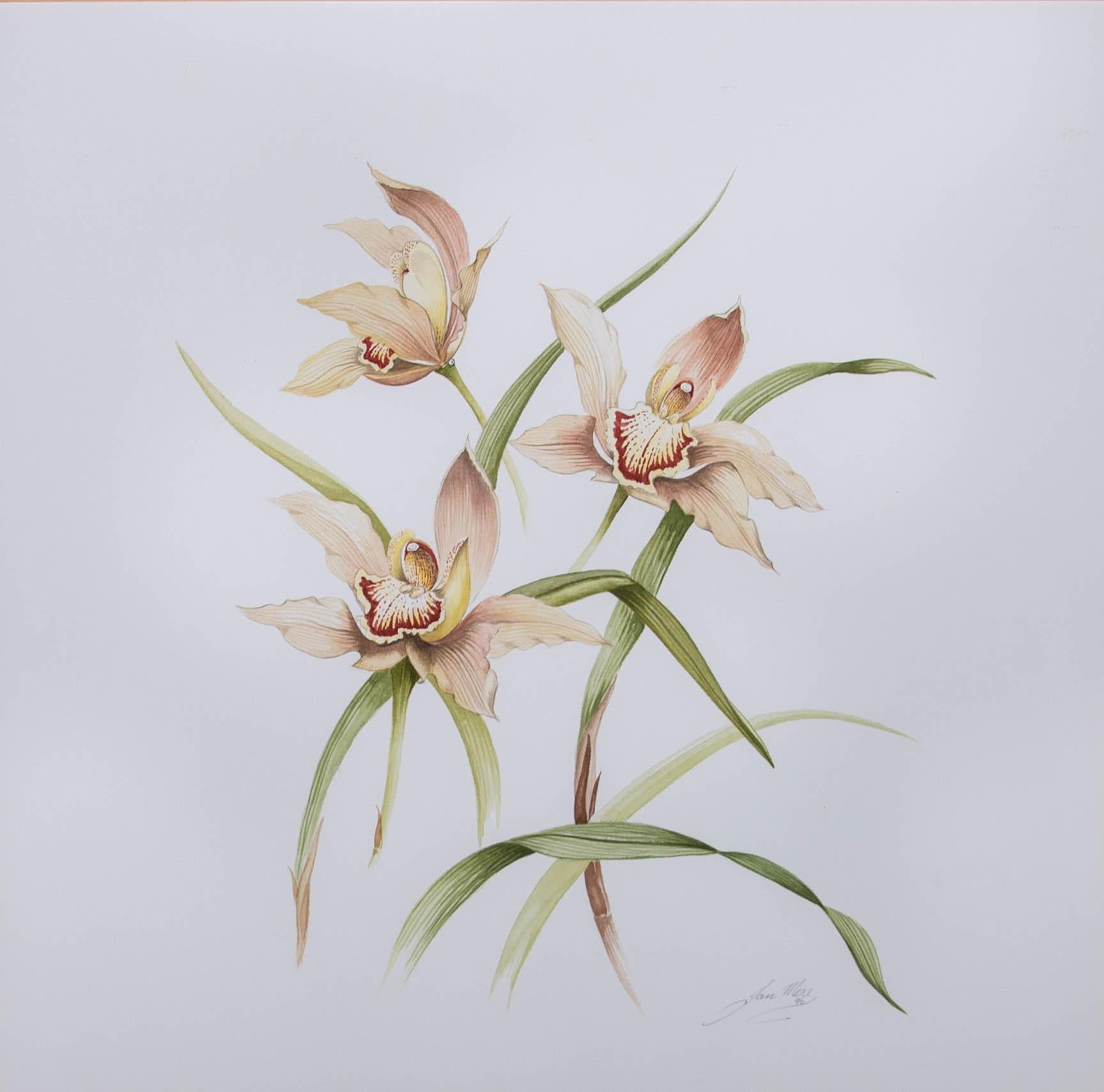 Jan Mere - 1996 Watercolour, Orchids For Sale 1