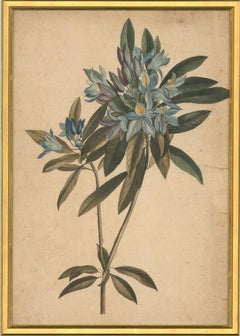Early 19th Century Watercolour - Blue Rhododendrons