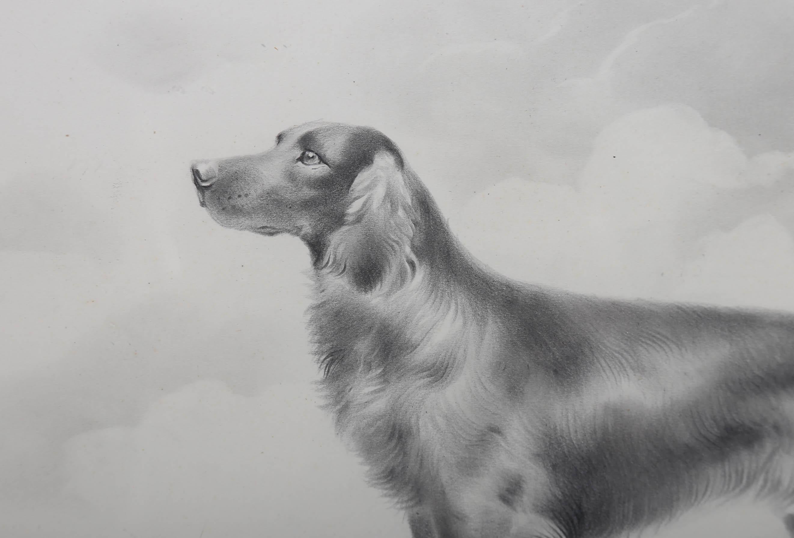 Herbert Wynn Hellings (1873-1948) - Dessin au graphite encadré, The Irish Setter 4