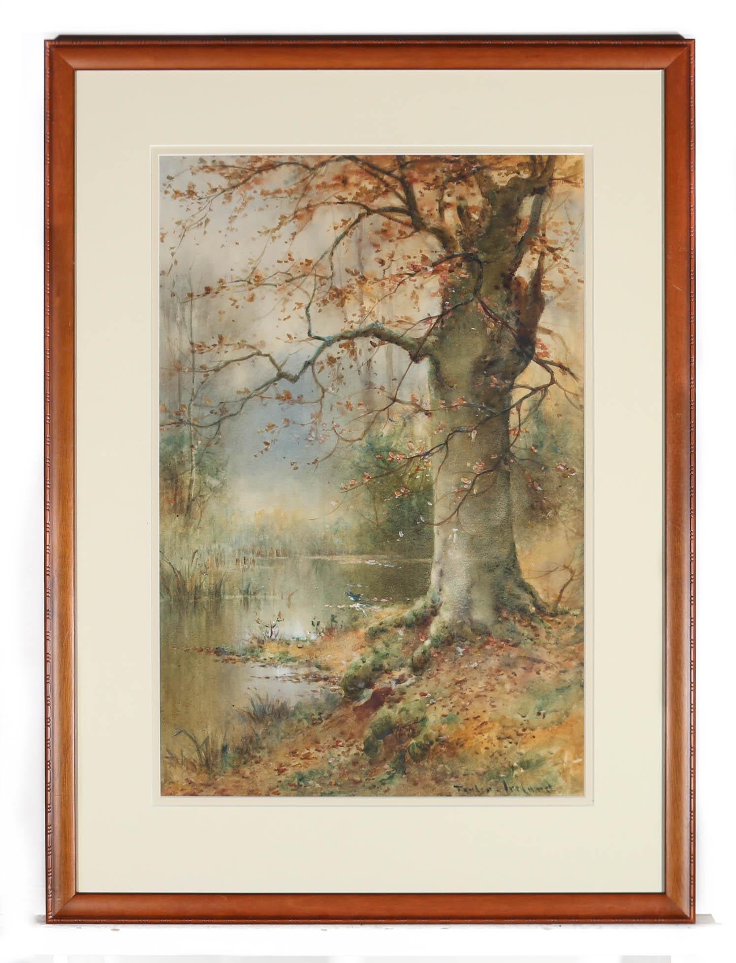 Thomas Ireland (fl.1880-1927) - Gerahmtes Aquarell, Herbstbuche 2