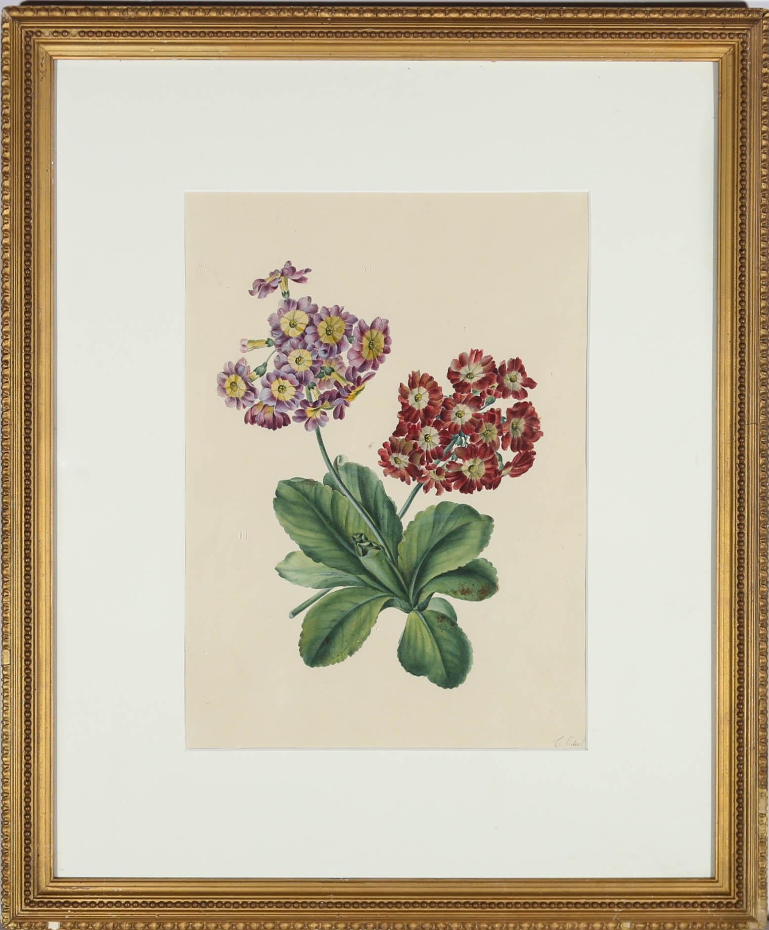 This delightful study depicts an intricate botanical study of evening primroses in pink and red. Signed to the lower right. Well presented in a gilt frame with beaded and lambs tongue running patterns. On paper.
