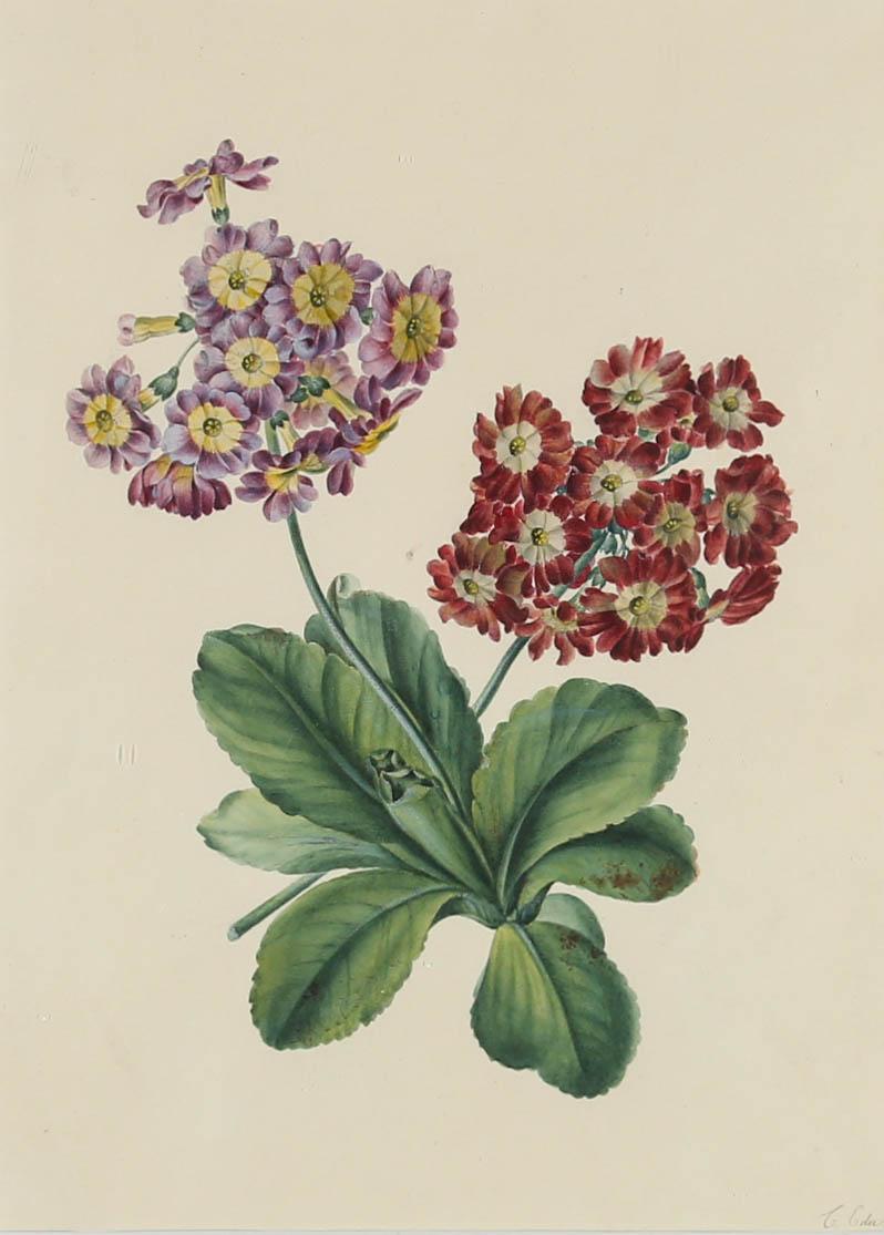 J. Eden  - Fine 19th Century Watercolour, Evening Primrose For Sale 1