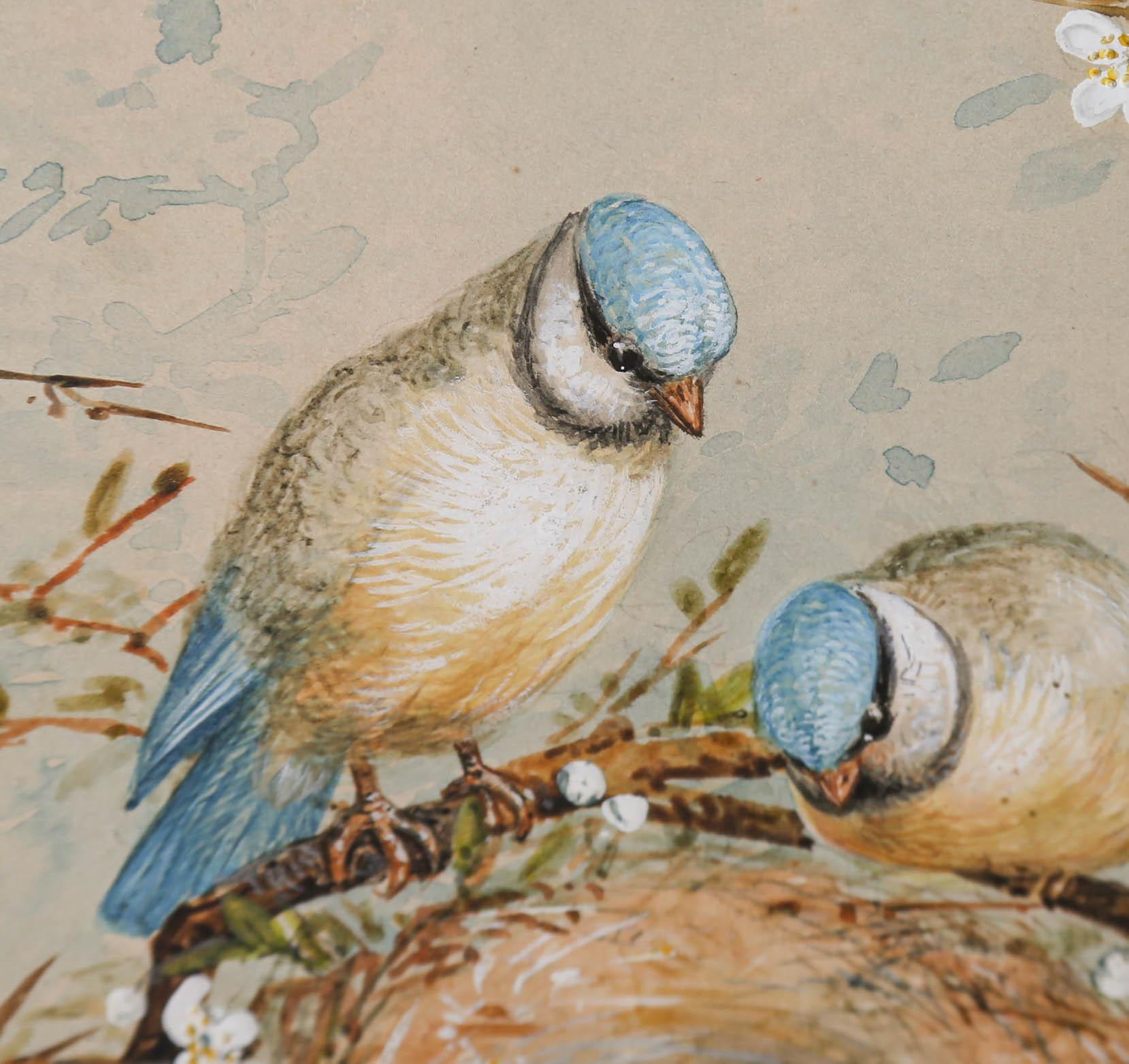 E. A. Rowlendson - Framed 19th Century Watercolour, Nesting Blue Tit For Sale 4