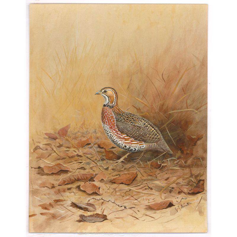 A crisp watercolour and gouache study of a wild quail, roaming through leafy undergrowth. Arnott has masterfully captured the plumage of the bird with every feather carefully heightened with delicate body color. These cute dumpy birds have been