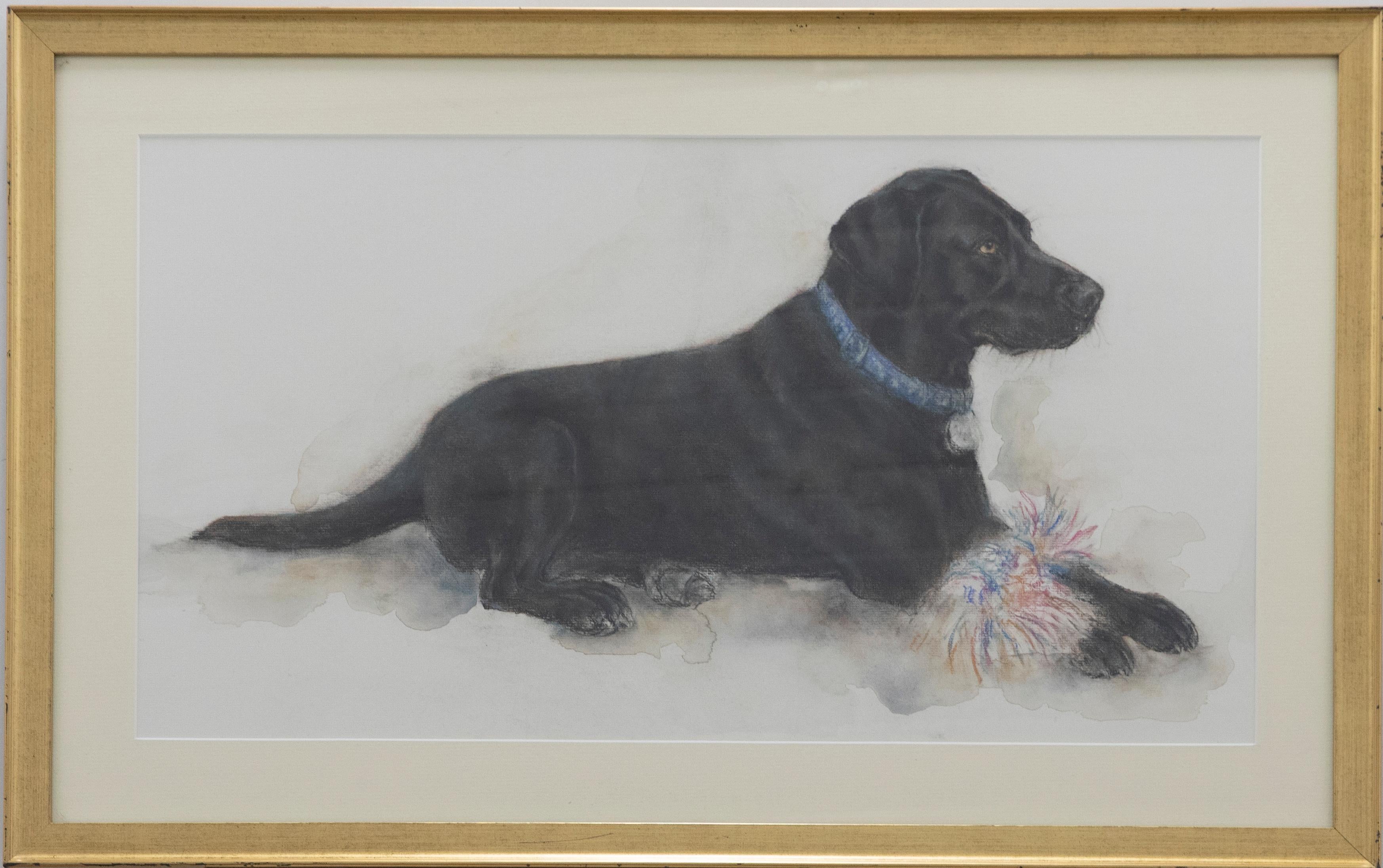 A charming pastel study of Buzz the Labrador in a blue collar. Titled to the reverse. Presented in a gilt frame. On paper.