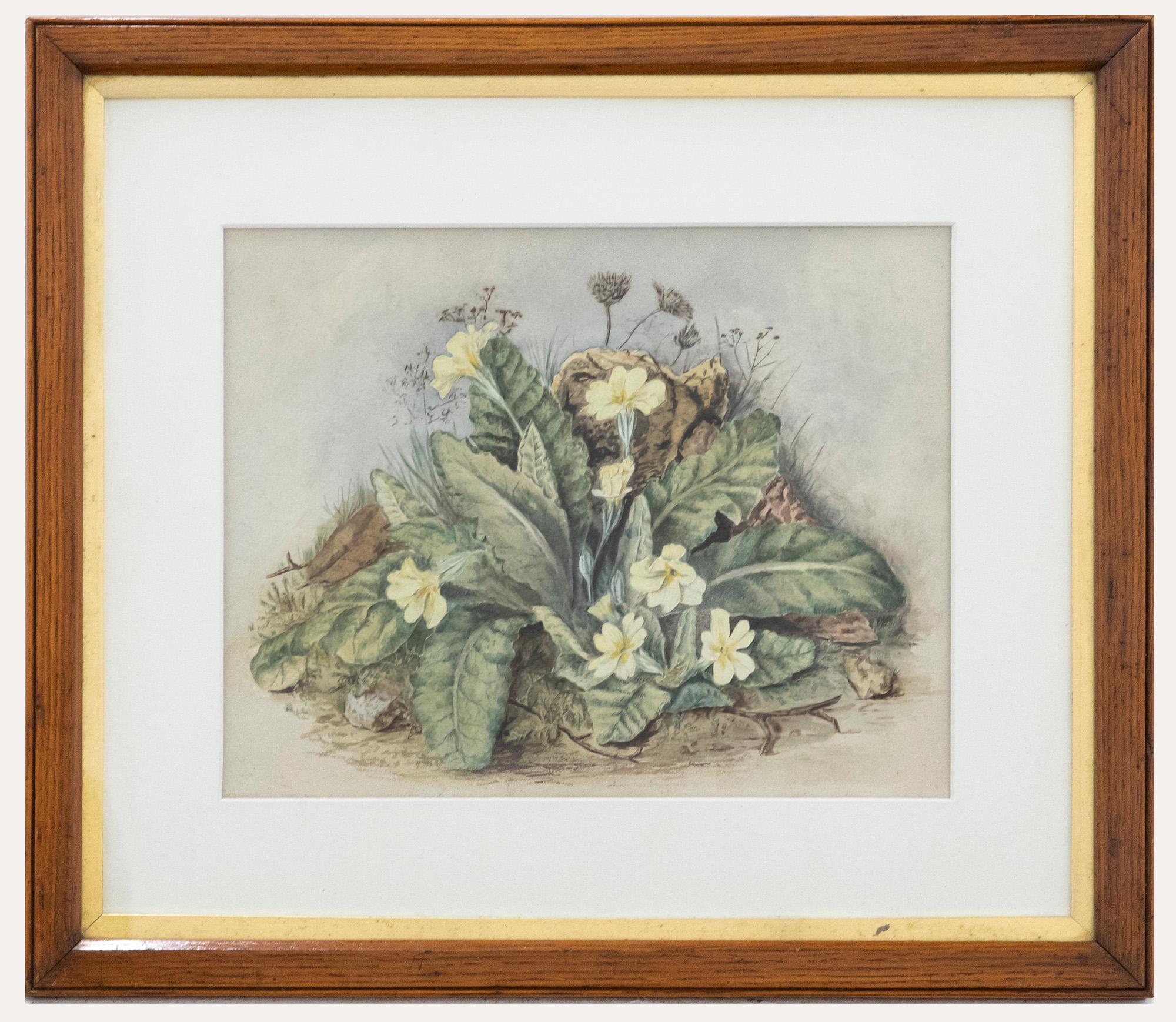 Unknown Still-Life – Gerahmtes Aquarell des späten 19. Jahrhunderts – Wild Primrose