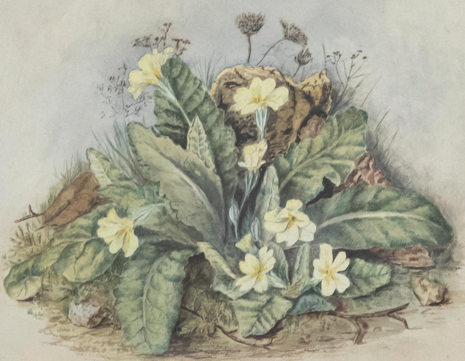 Gerahmtes Aquarell des späten 19. Jahrhunderts – Wild Primrose – Art von Unknown