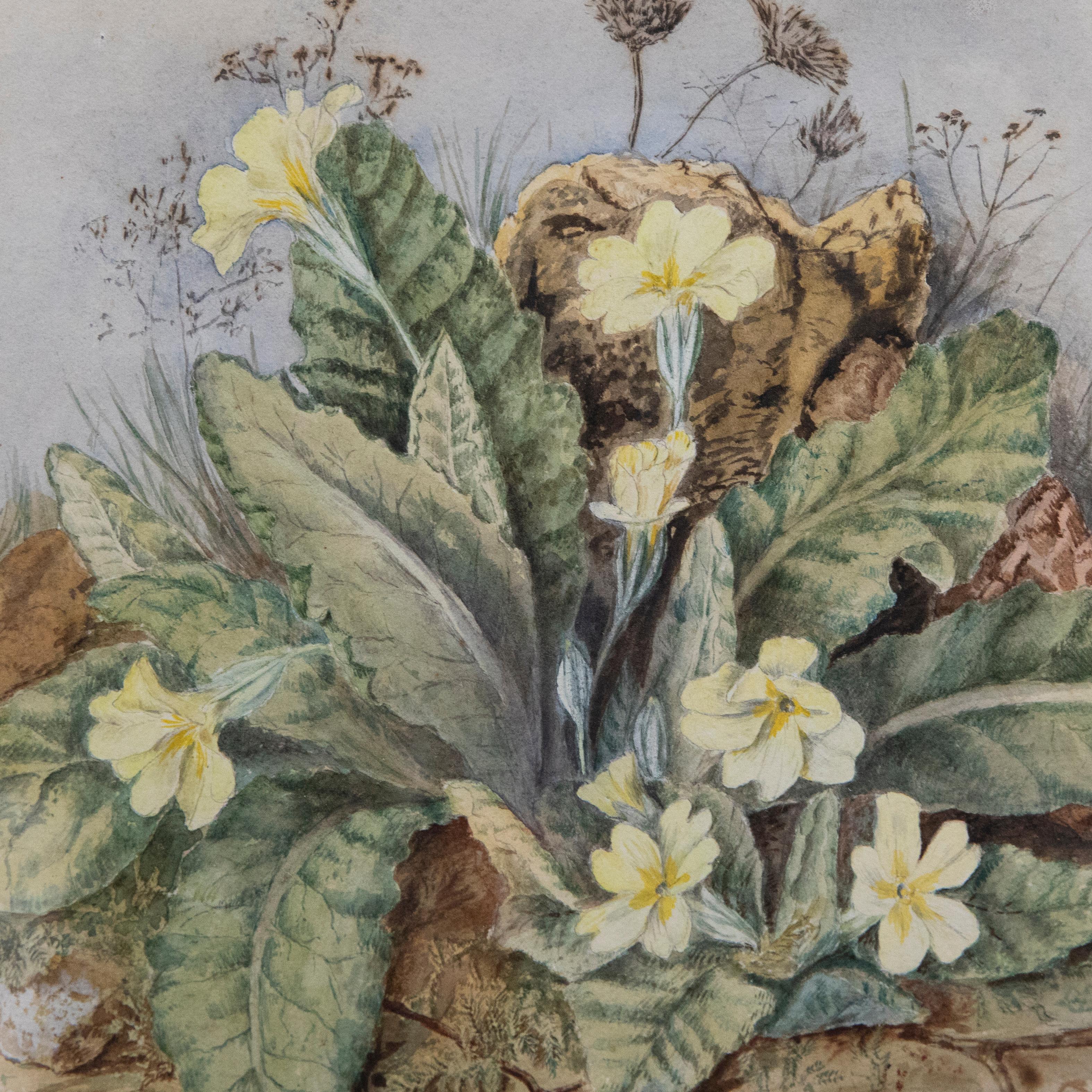 Framed Late 19th Century Watercolour - Wild Primrose For Sale 1