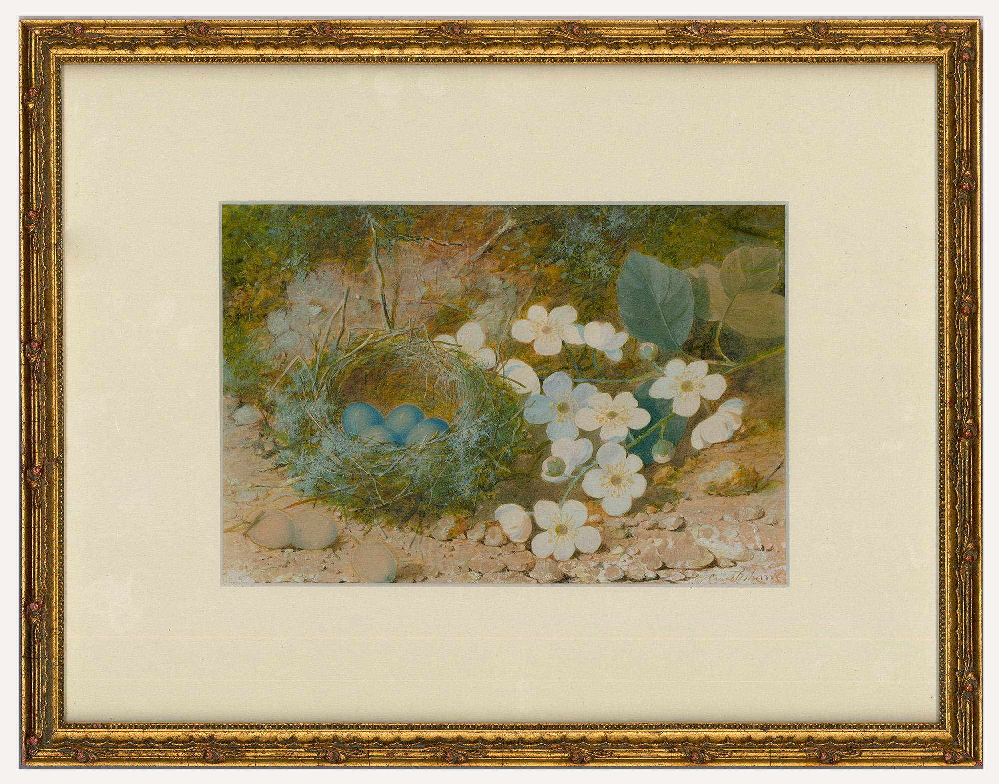 A fine watercolour study depicting a nest of hedge sparrow eggs with cherry blossom . The artist uses an expert hand to capture the fine details of the intricate birds nest and delicate blossoms. Signed to the lower right. Presented in a gilt frame.