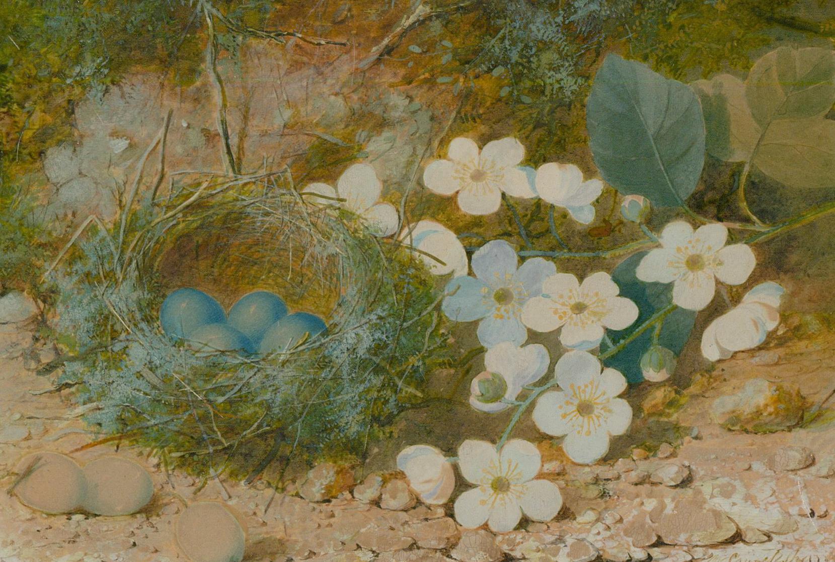 William Cruikshank (1848-1922) - Watercolour, Blossom and Dunnock Eggs For Sale 1