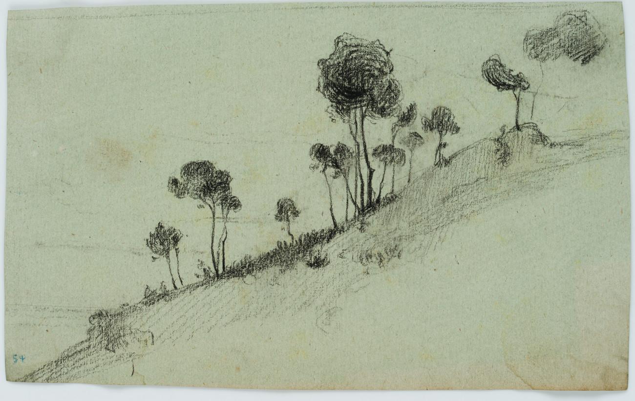 Pine trees on a slope