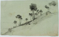 Antique Pine trees on a slope