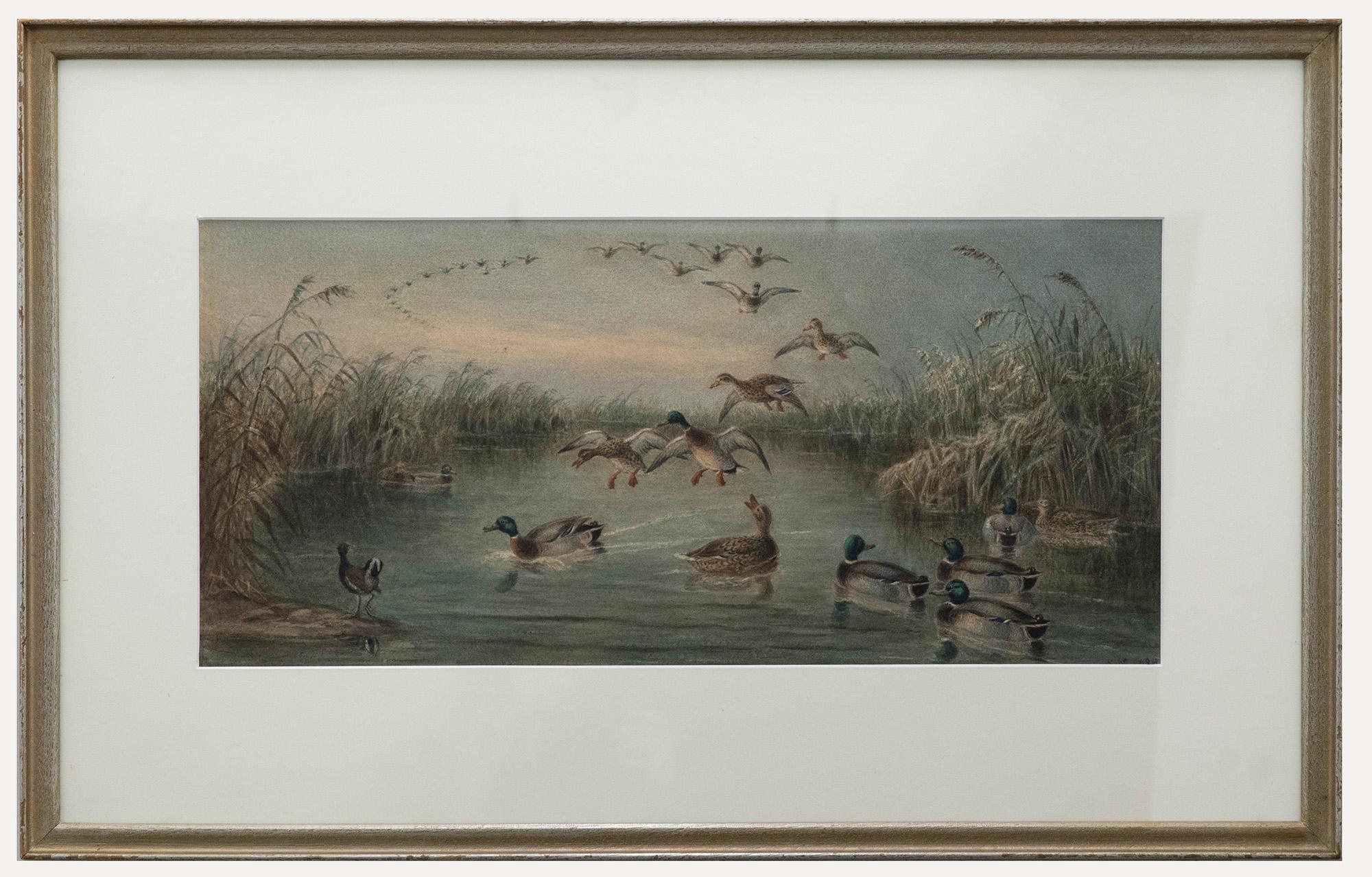 Unknown Animal Art - Edward Neale (1833-1904) - Framed 1884 Watercolour, Mallard at Kingsclear