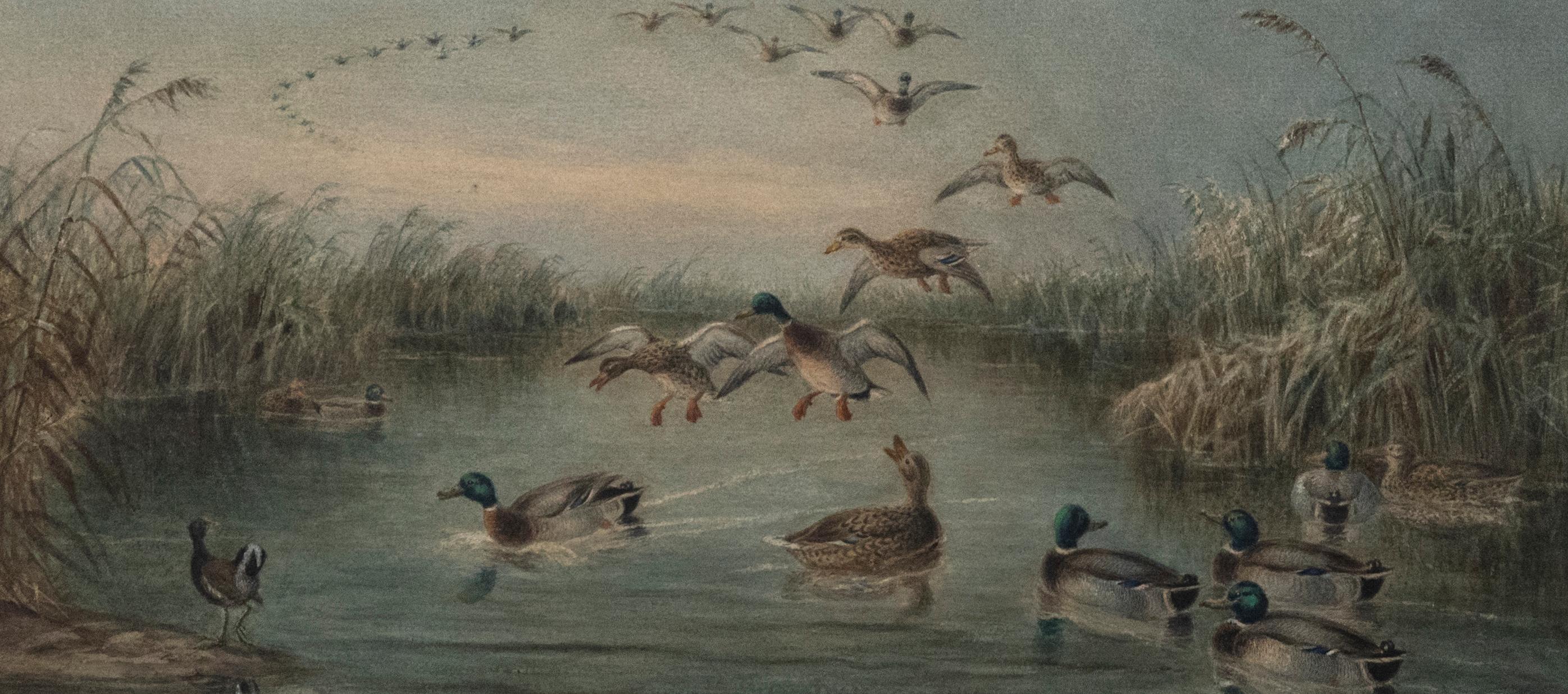 Edward Neale (1833-1904) - Framed 1884 Watercolour, Mallard at Kingsclear - Art by Unknown