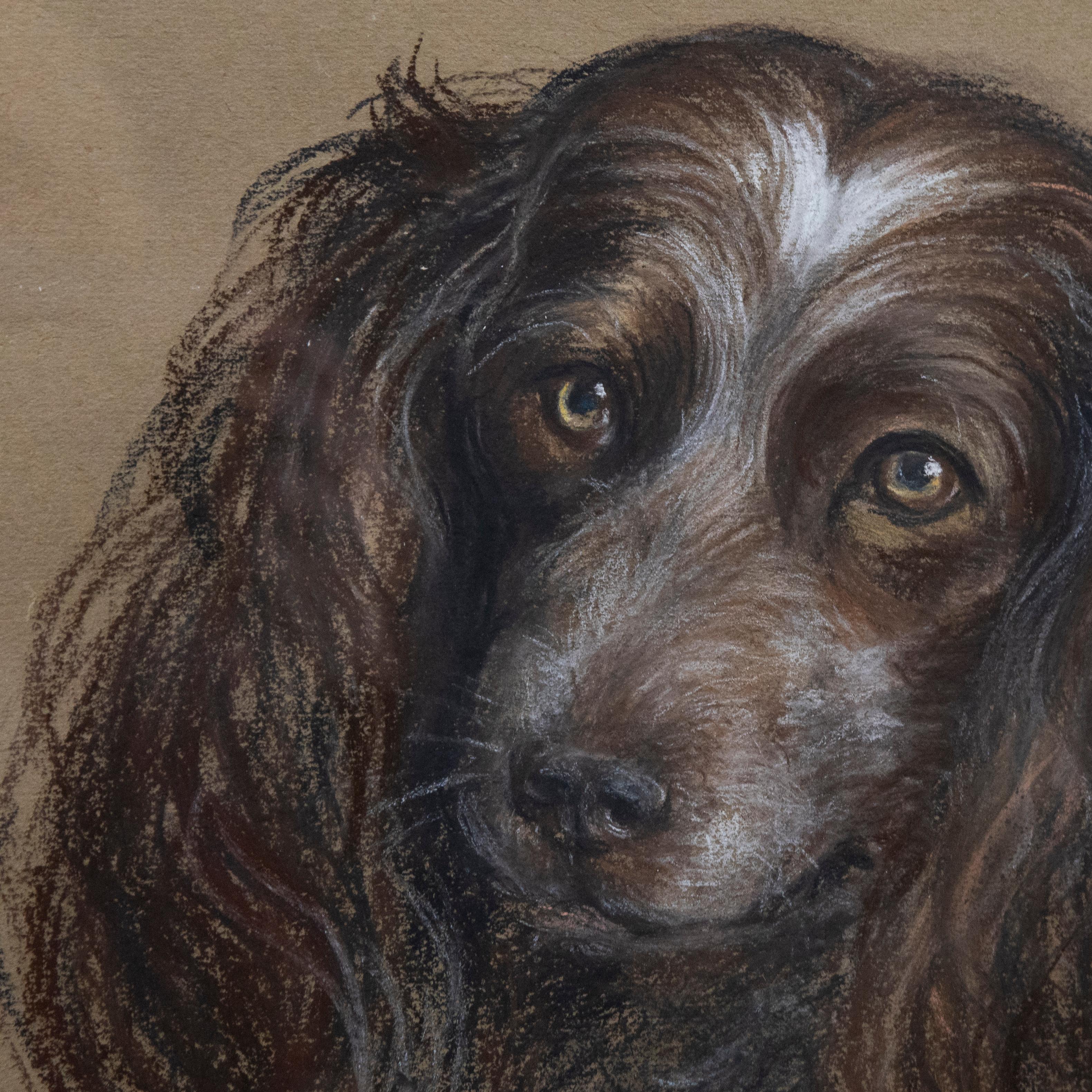 Ein wunderbares Pastellporträt eines leberfarbenen und weißen Cockerspaniels der britischen Künstlerin Edith Honor Earl (1901-1996). Signiert und datiert unten rechts. Gut präsentiert in einem gekalkten Rahmen mit weißem Passepartout. Auf dem