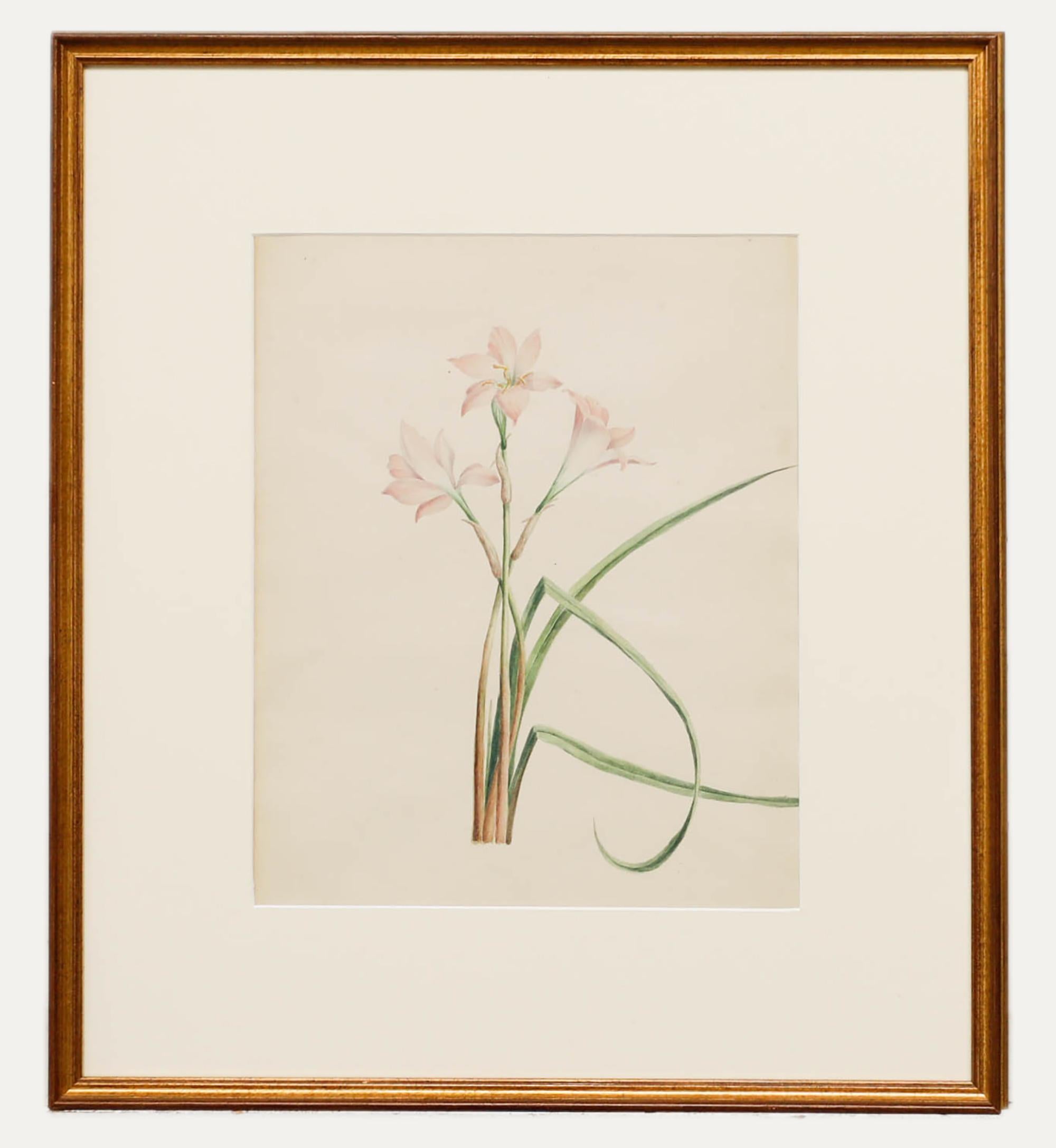 Still-Life di Unknown - Madame F.C. Byrne (1789-1876) - Acquerello della metà del XIX secolo, Alstroemeria