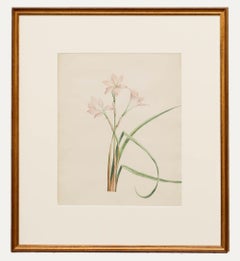 A.I.C.. Byrne (1789-1876) - Aquarelle du milieu du 19e siècle, Alstroemeria