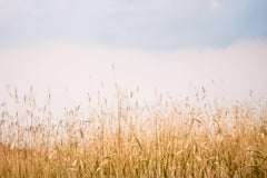 In the meadow, Photograph, Archival Ink Jet