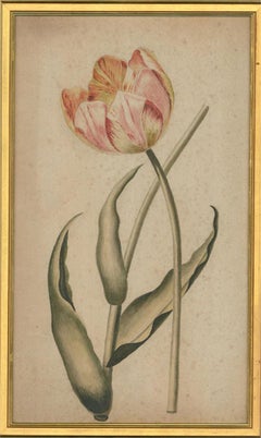 1805 Watercolour - Tiger Tulip Study