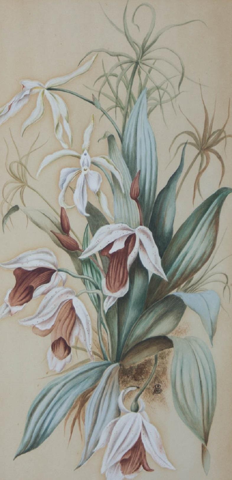 K.S. - 1889 Watercolour, Flower Study - Art by Unknown