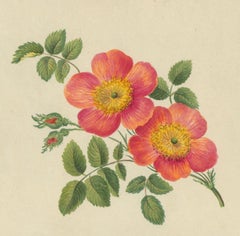 A Collection of Early 19th Century Watercolour Studies - Botanical Drawings