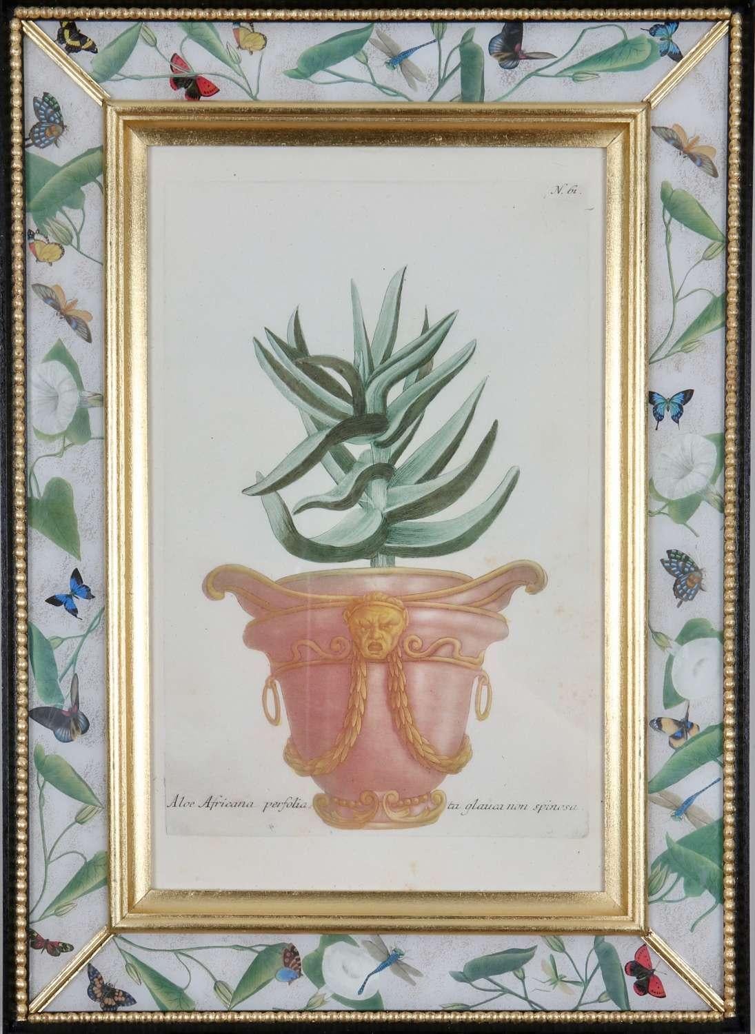 Handkolorierte Schabkunststiche von dekorativen Urnen mit Aloen und Kakteen aus: "Phytanthoza Iconographia",  um 1739, präsentiert in handgefertigten, paketvergoldeten, ebonisierten und dekalkomanierten Rahmen. 

Johann Weinmann (1683-1741), ein